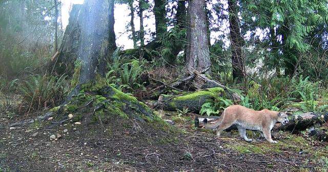 A screenshot from video taken by a trail camera shows a cougar walking near the Galbraith Mountain parking lot along Samish Way outside Bellingham, Wash., on Jan. 13, 2026.